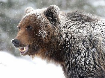 Medveles a Madarasi Hargita lábánál – Esti kaland Zeteváralján