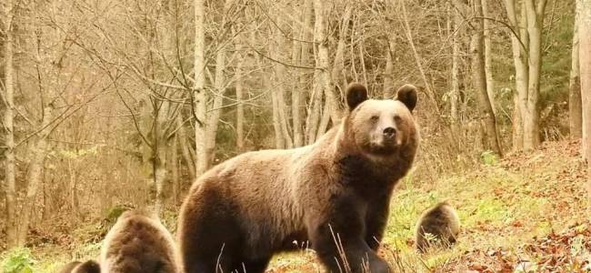 Medveles a Madarasi Hargita lábánál – Esti kaland Zeteváralján
