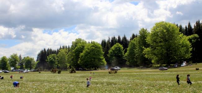 Tavaszi természetjárás Székelyföldön – Nárciszmezők felfedezése