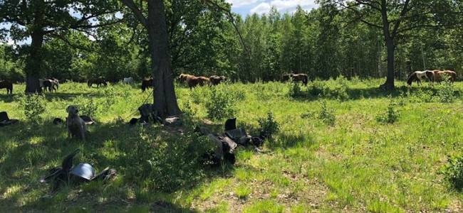 Egy napos lovastúra a Hargitán