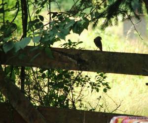 Barátság Kulcsosház, photo 3 of 20