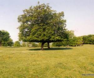 Riszeg Vendégház – Szentimrei Villa, photo 4 of 9