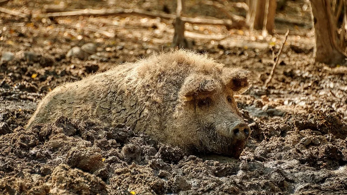 Szőke mangalica a felsősófalvi gazdaságban